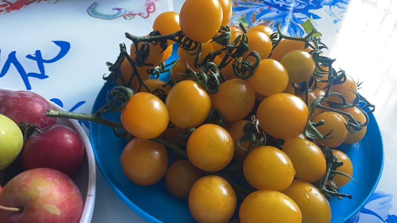 黄色小番茄蔬菜水果