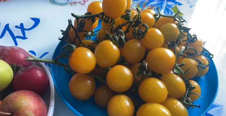 黄色小番茄蔬菜水果