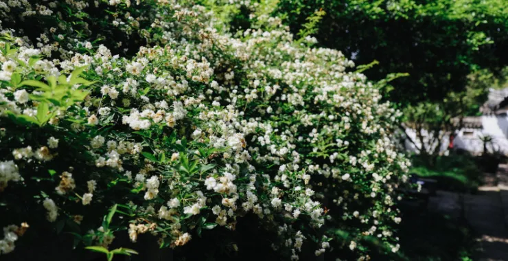 余姚龙泉山风景木香花