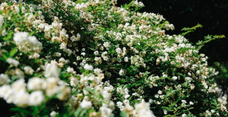 余姚龙泉山风景木香花