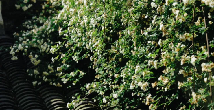 余姚龙泉山风景木香花