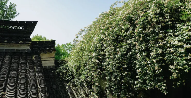 余姚龙泉山风景木香花