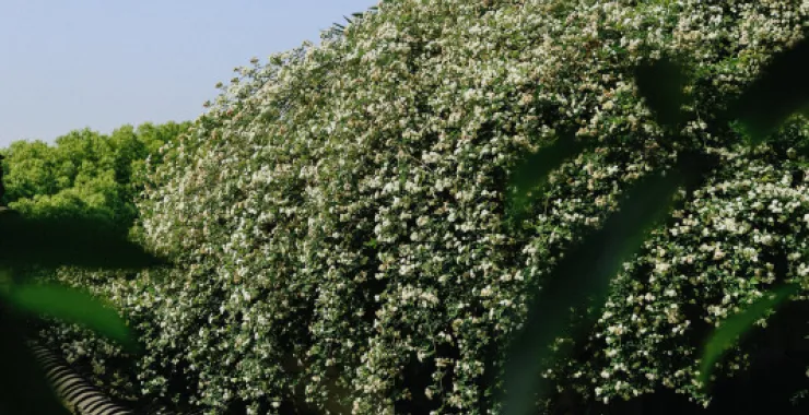余姚龙泉山风景木香花