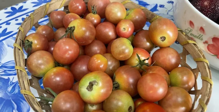 小番茄农家蔬菜