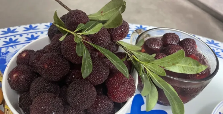 余姚杨梅新鲜水果