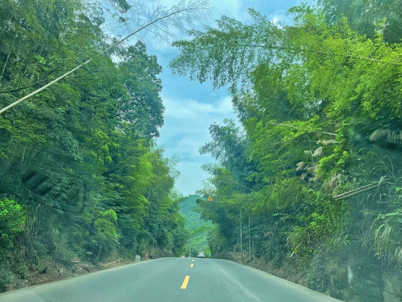 山上竹林风景