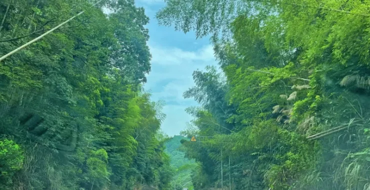 山上竹林风景