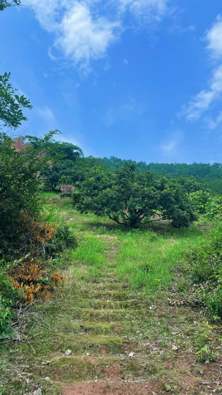 杨梅山台阶户外风景