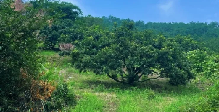 杨梅山台阶户外风景
