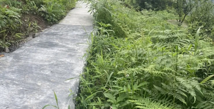 穴湖山路杨梅山