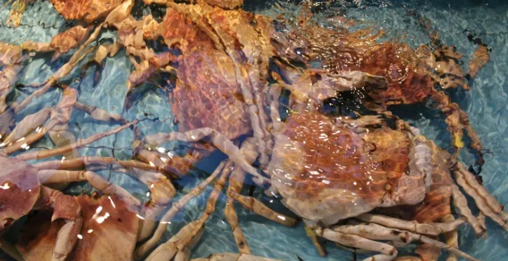珍宝蟹海鲜