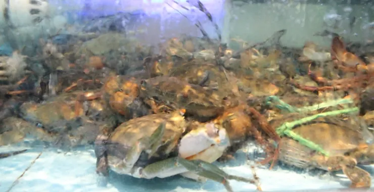 波斯顿龙虾海鲜