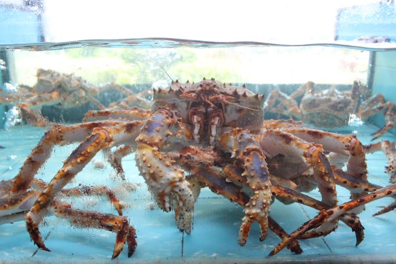 帝王蟹活海鲜