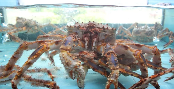 帝王蟹活海鲜