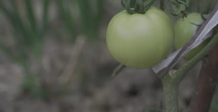 田野有机蔬菜番茄