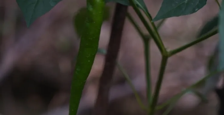 辣椒有机蔬菜田野