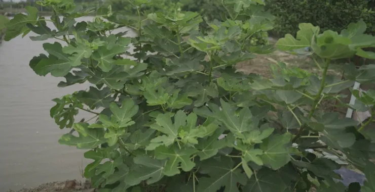 无花果果树