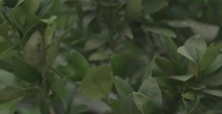 桔子树桔子植物