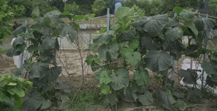 夏天绿色蔬菜青瓜