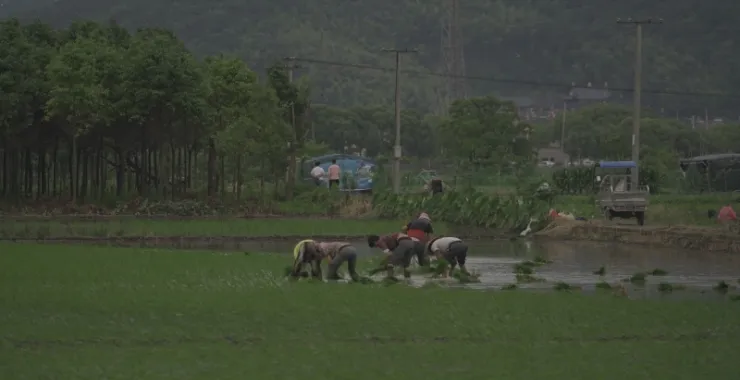 农民农业种植水稻插秧