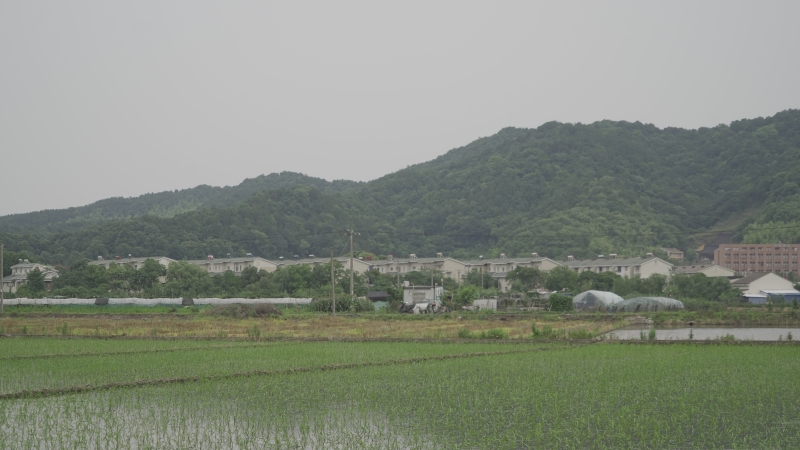 农业种植水稻