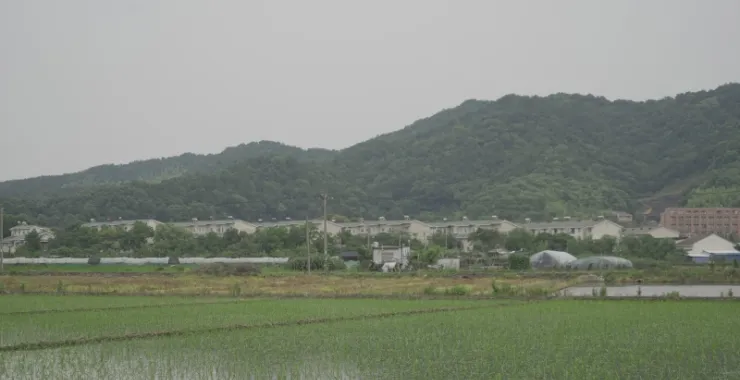 农业种植水稻