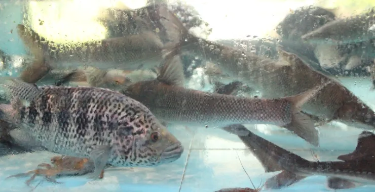 海鲜饭店水族箱
