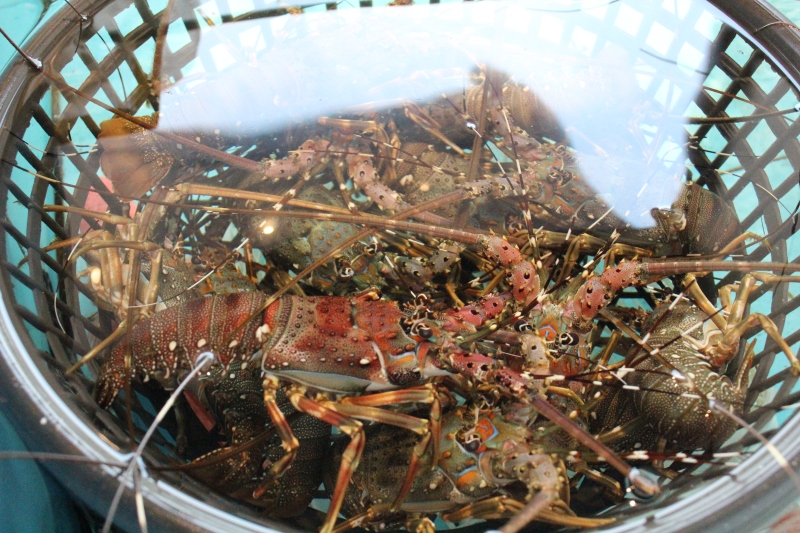 波斯顿大龙虾海鲜