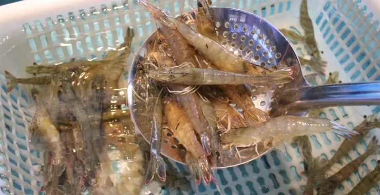 对虾海鲜活虾