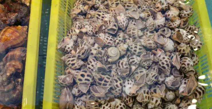 花螺海鲜贝壳