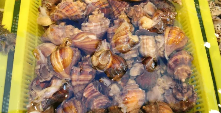 海螺海鲜
