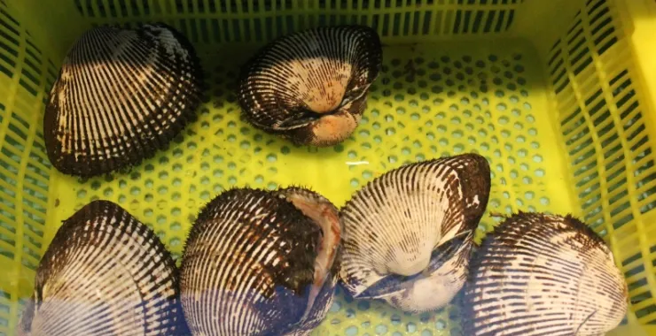 大奉蚶海鲜贝壳