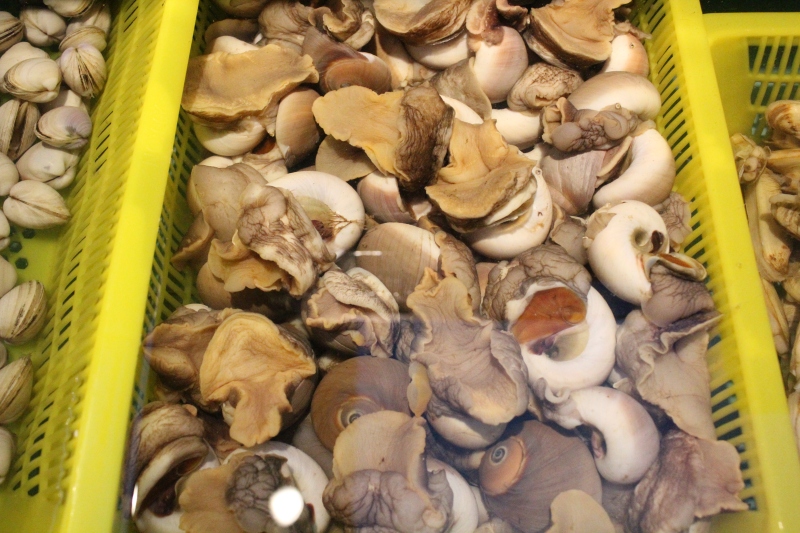 海螺贝类海鲜