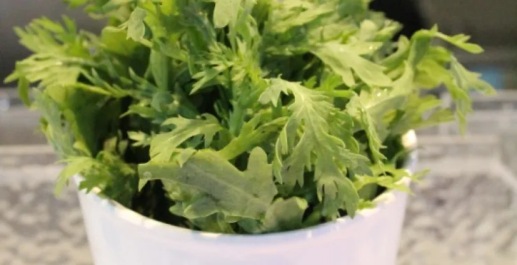 火锅涮菜蒿菜
