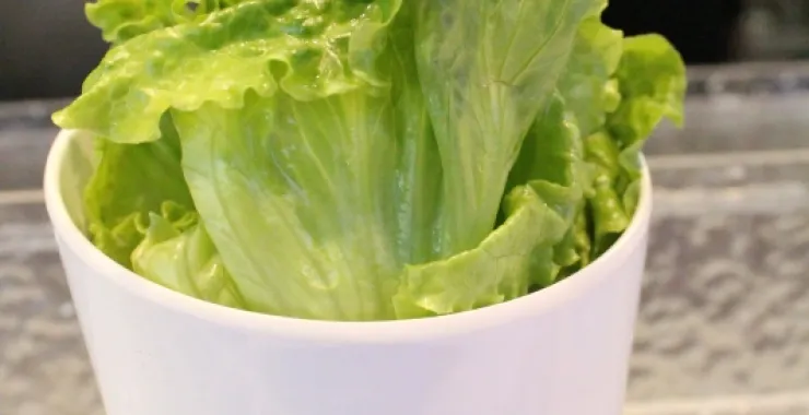 生菜蔬菜火锅涮菜