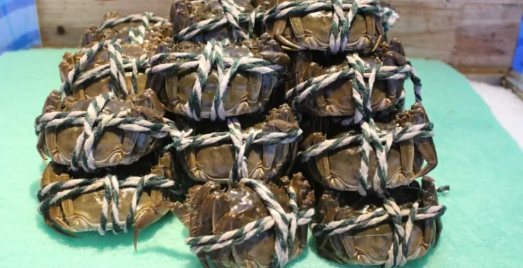 大闸蟹新鲜