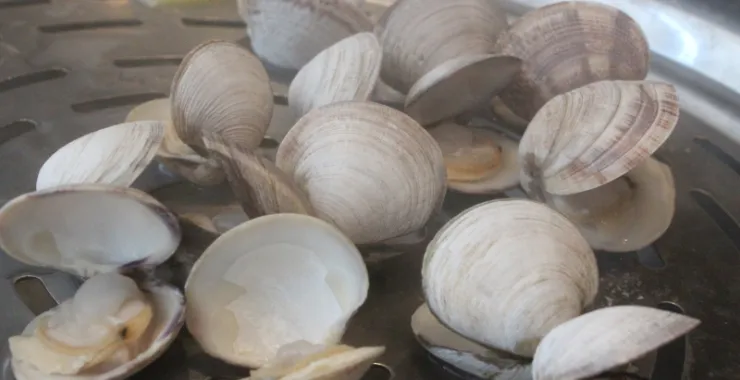 蒸海鲜贝类熟