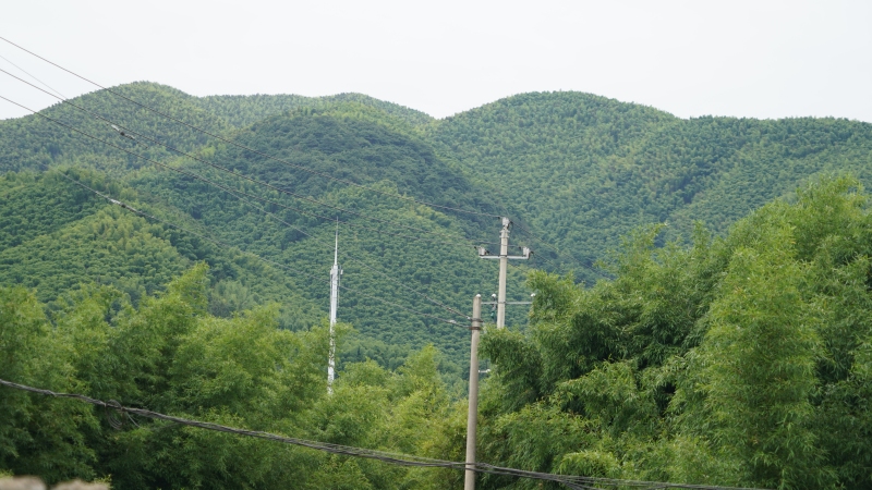夏天避暑山野山间凉爽竹林山里