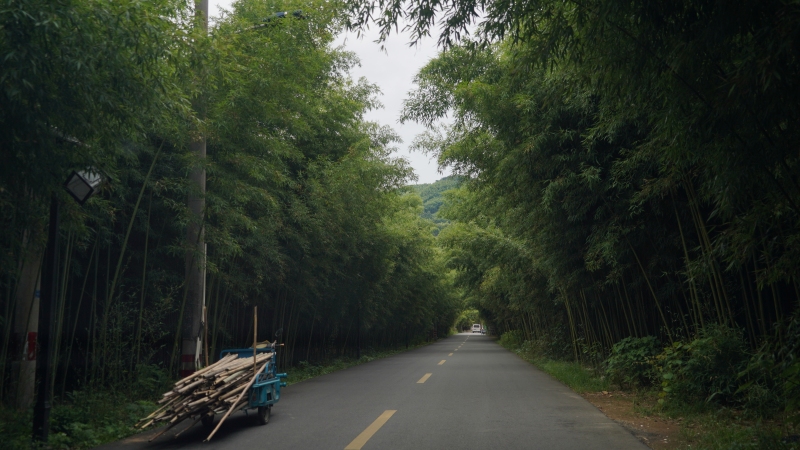 夏天避暑竹子山间凉爽竹林山里