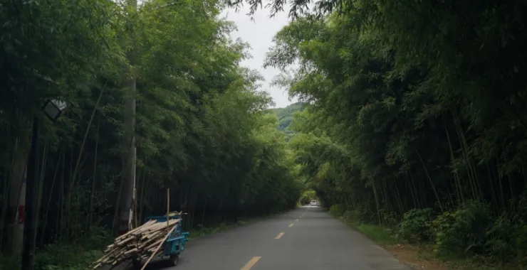 夏天避暑竹子山间凉爽竹林山里