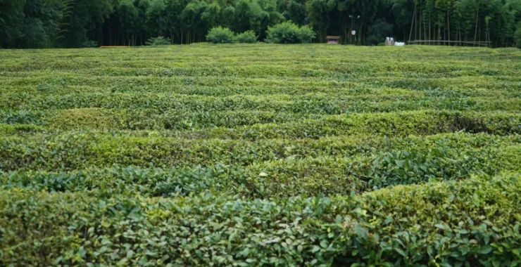 杭州径山茶叶采茶