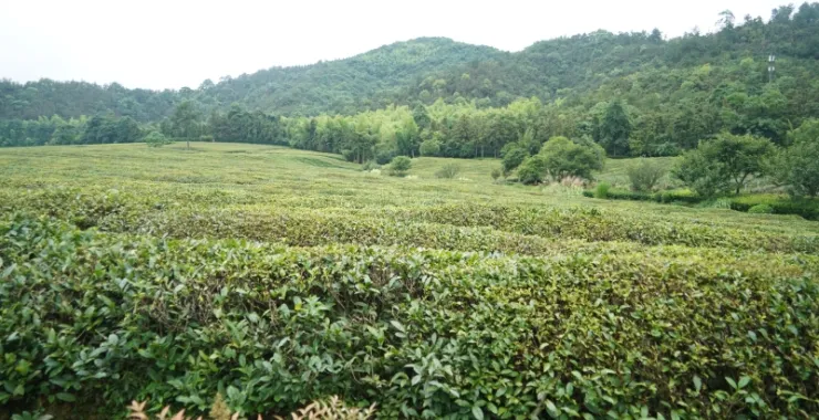杭州径山茶叶采茶