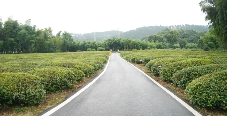 杭州径山茶叶采茶