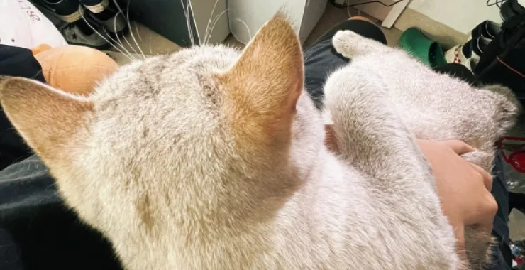 小猫宠物动物
