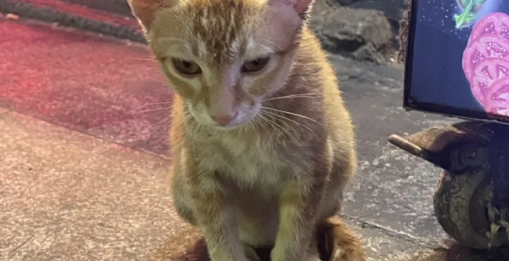 小猫宠物 动物