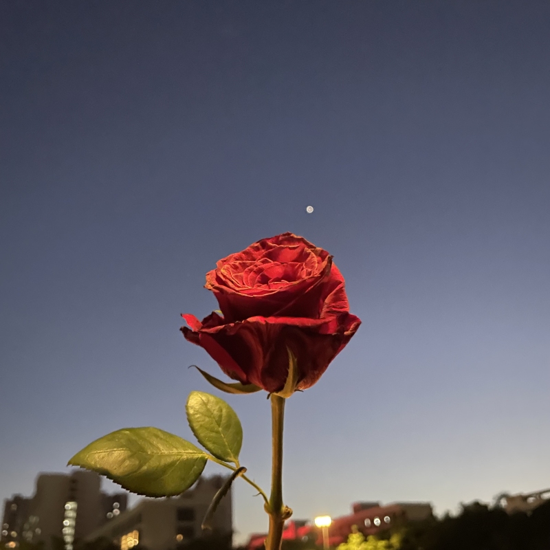 玫瑰花鲜花