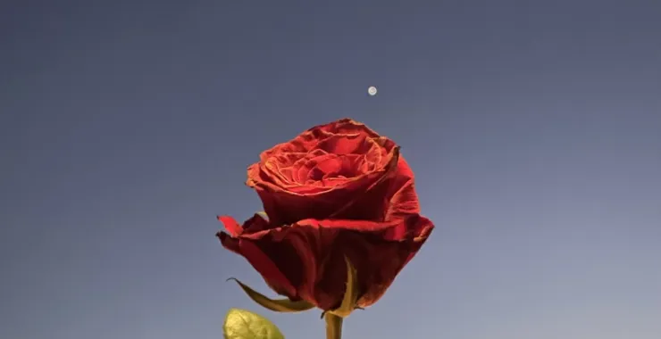 玫瑰花鲜花