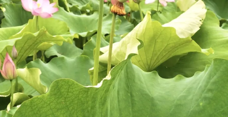 余姚梁弄六月荷花