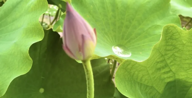 余姚梁弄六月荷花