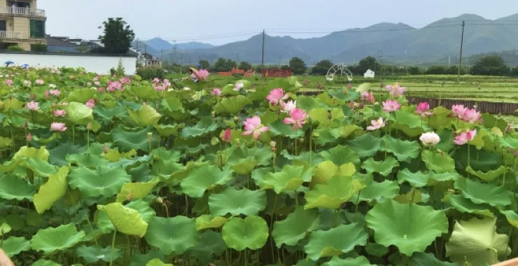 余姚梁弄六月荷花
